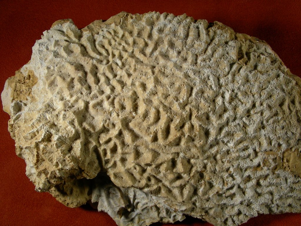 microphylliaasteroides.jpg