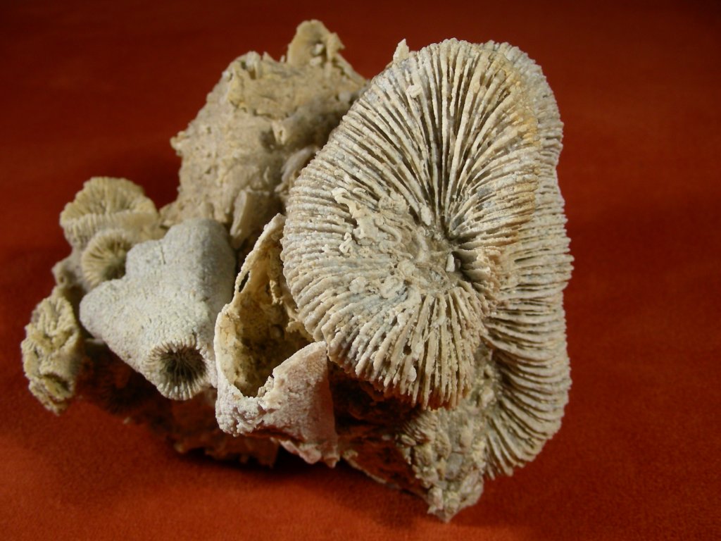 montlivaltiauthecosmilia.jpg