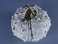 rhabdocidarismitkauapparatoralseitedca8cm_small.jpg